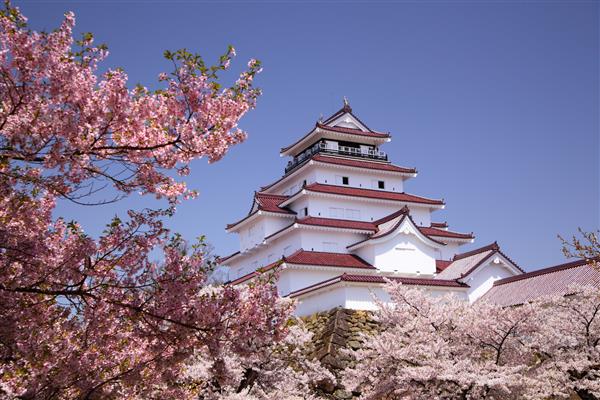 قلعه آیزوواکاماتسو و شکوفه های گیلاس در فوکوشیما ژاپن