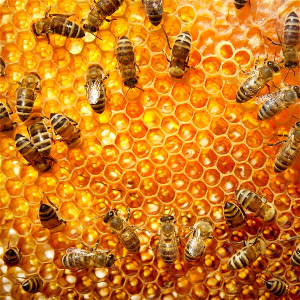 زنبورهای عسل در حال کار بر روی یک لانه زنبوری