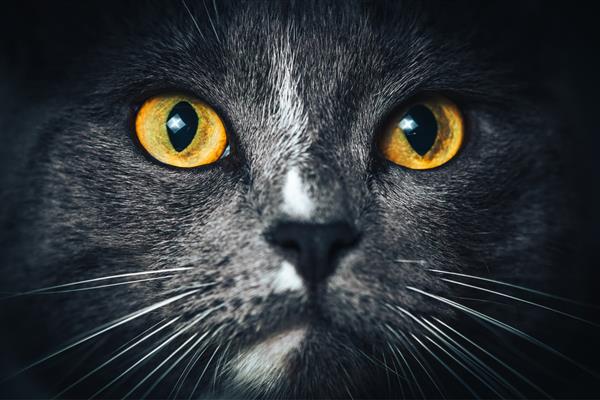 پرتره گربه آبی روسی در زمینه سیاه جدا شده گربه نگاه می کند کمی چشمانش را می کشد بو می کشد تصویر را با چشمان گربه نزدیک کنید