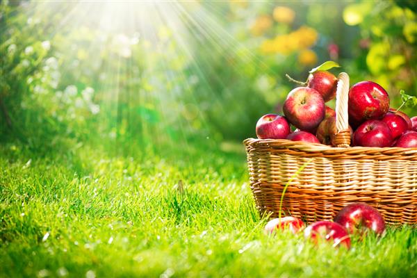 سیب های ارگانیک در سبد خرید باغچه باغ فضای متن شما