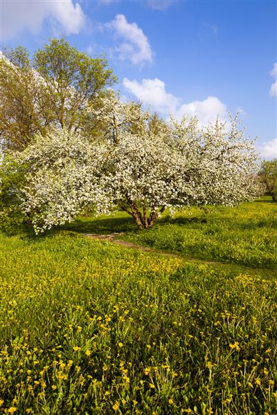 یک درخت سیب شکوفا در یک فصل بهار در نزدیکی یک درخت سیب یک مسیر پیاده روی وجود دارد که توسط عابران پیاده پیموده می شود