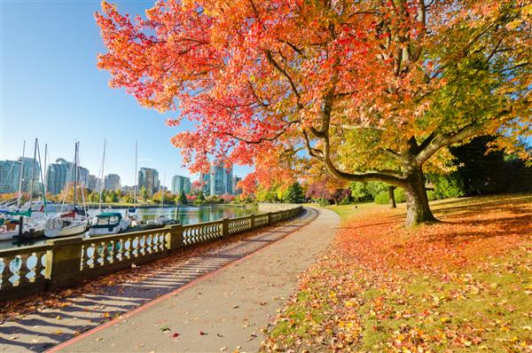 رنگ های پاییز پیاده روی زرق و برق دار در پارک پارک استنلی در ونکوور کانادا