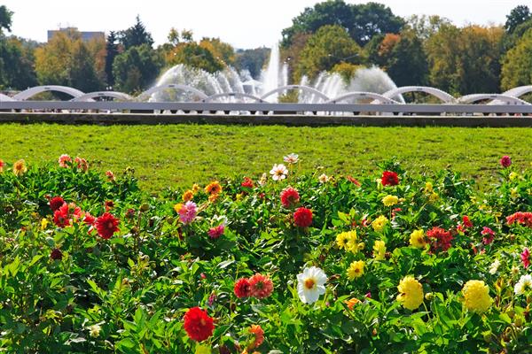 نمای زیبایی از گلها و چشمه ها به عنوان پس زمینه در پارک مسکو روسیه