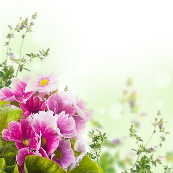 گل پامچال بهاری در یک دسته گل پس زمینه گل است