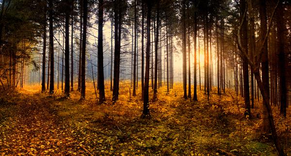 عکس مرد تنها در پاییز