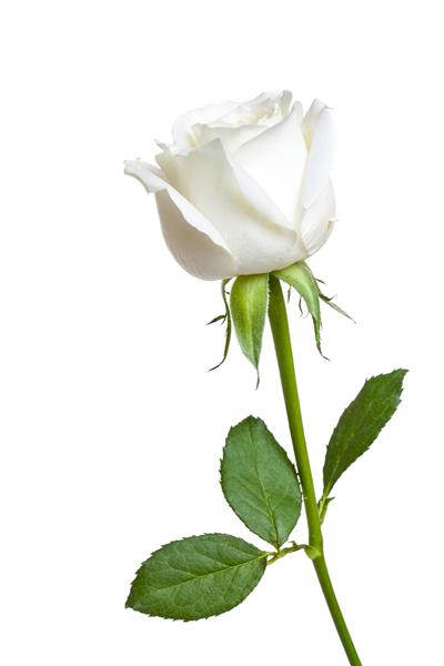 یک گل رز سفید سفید که روی زمینه سفید جدا شده است