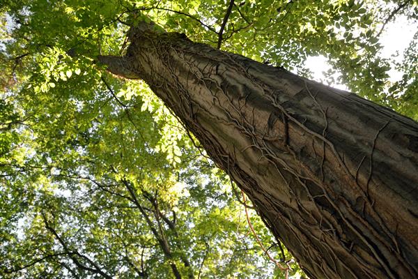 جنگل برتر در پارک ملی هیناچی در تورینگن آلمان اروپا