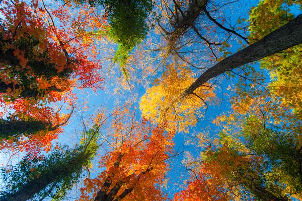 رنگ های پرتحرک پاییزی در یک روز آفتابی در جنگل