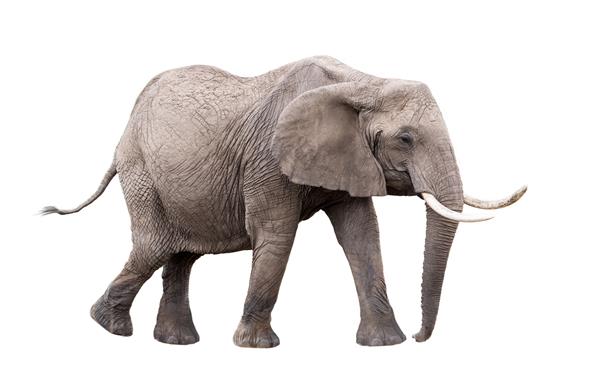 عکس فیل بزرگسال آفریقایی رو به کنار در حال راه رفتن جدا شده روی پس زمینه سفید