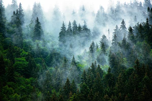 منظره کوهستانی مه آلود و مه آلود با جنگل صنوبر در سبک برش خورده هایپستر