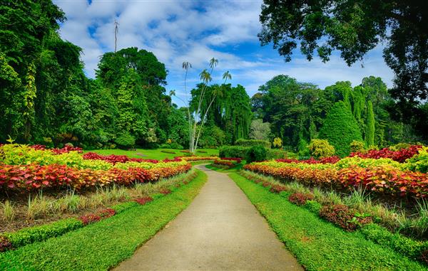 کوچه ای زیبا در پارک با گیاهان عجیب و غریب پارک ملی سریلانکا