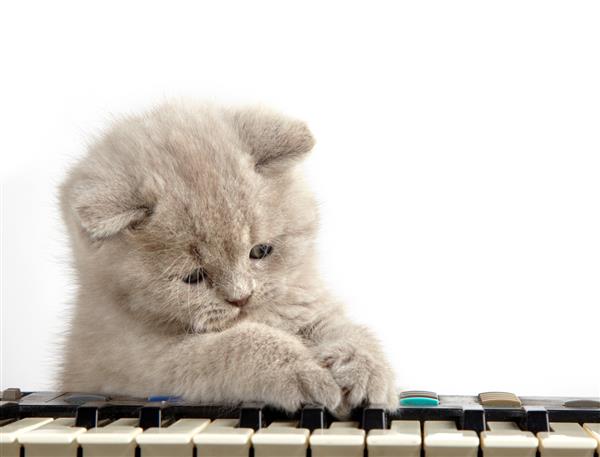 بچه گربه و پیانو