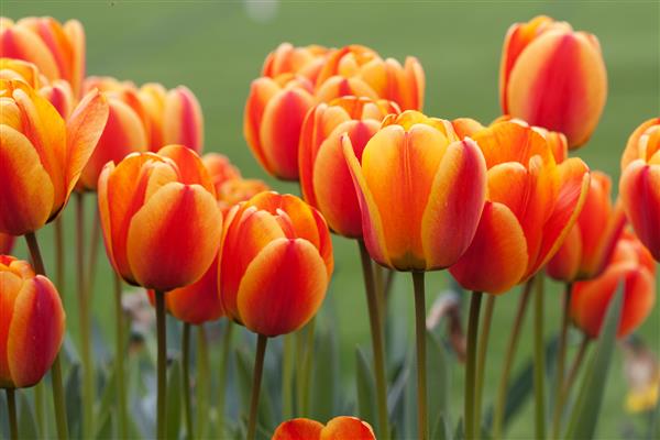 لاله های قرمز نارنجی در باغ بهار