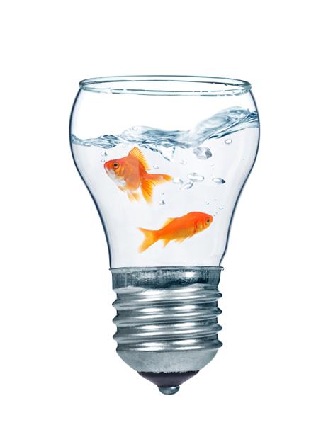 ماهی قرمز در آب درون لامپ برقی ماهی می گیرد