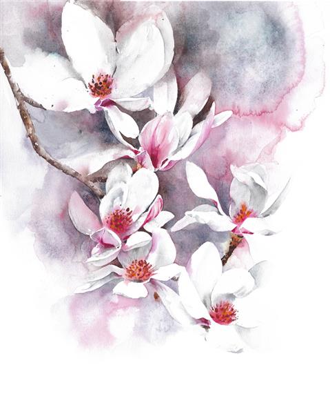 گل مگنولیا شکوفه بهار تصویر نقاشی آبرنگ ایزوله شده در زمینه سفید