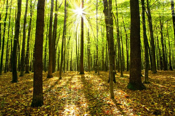 درختان جنگل پاییزی زمینه های نور خورشید چوب سبز طبیعت