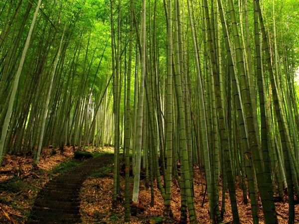 جنگل سرسبز بامبو - با یک مسیر پیاده روی واقع در تایوان
