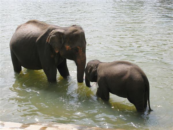 حمام بچه های فیل در سریلانکا در حال غسل در رودخانه