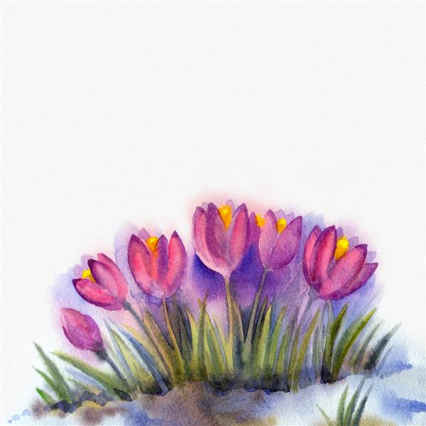 پس زمینه آبرنگ برای متن طرح گلهای اوایل بهار در ذوب برف گروه کوچکی از کروکوس معطر روشن رشد کرد