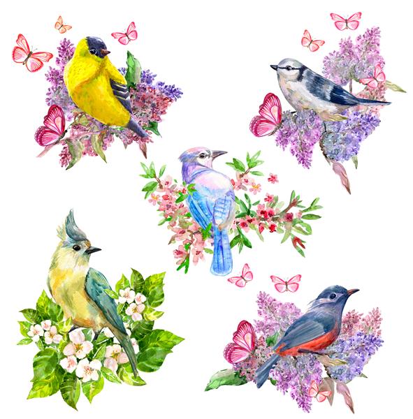 مجموعه ای شاد از پرندگان زیبا و زیبا در گل های بهاری نقاشی آبرنگ