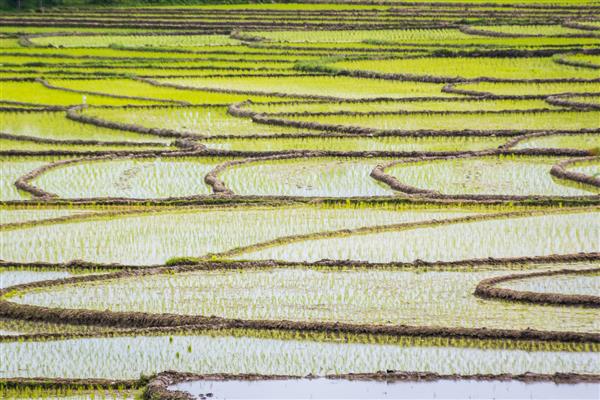 ساختار مزارع برنج در حومه ایران