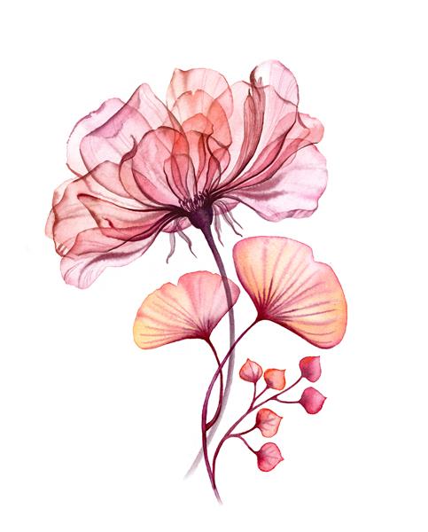 آبرنگ دسته گل شفاف گل رز جدا شده روی مجموعه سفید توت برگ شاخه بسته نرم افزاری در رنگ صورتی پاستل نارنجی قرمز رنگ گیاهان مرجانی عناصر طراحی عروسی