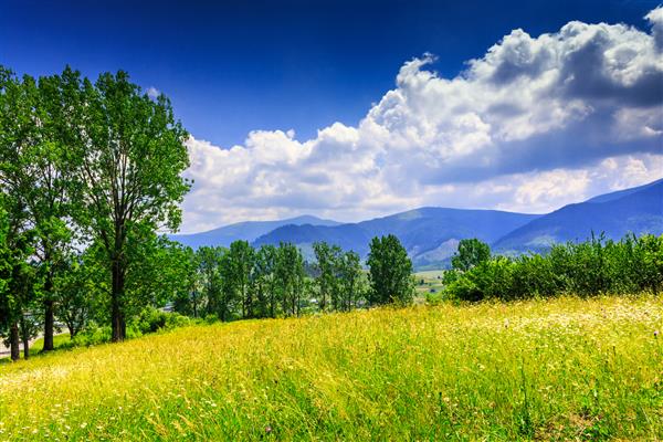 علفزار بزرگ با گیاهان کوهی و چند درخت برگریز و بوته در پیش زمینه ابرها بر روی توده کوهستانی در پس زمینه قرار دارند هوای خوب در یک روز خوب تابستانی