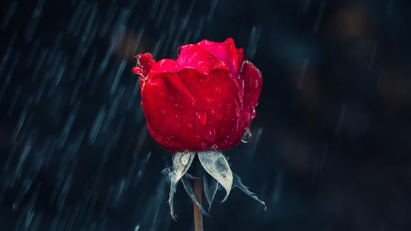گل رز بسیار بارانی عالی است