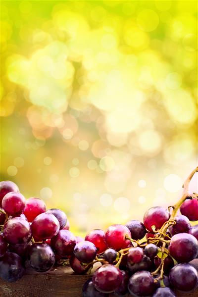 انواع انگورهای شیرین رسیده در سبد در زمینه آفتابی انگور در سبد فصل شراب تابستانی