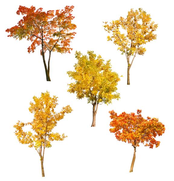 مجموعه ای از پنج درخت پاییز که روی پس زمینه سفید قرار دارند