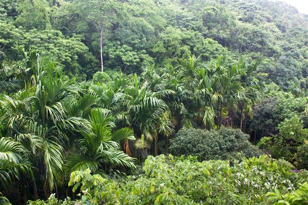 جنگل گرمسیری در هوای بارانی