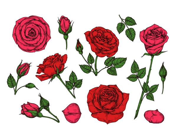 رز قرمز گل رز باغبانی گل رز با برگهای سبز جوانه ها و خارها مجموعه ای کارتونی