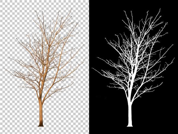 تک درخت جدا شده با مسیر برش و کانال آلفا در پس زمینه تصویر شفاف درخت بزرگ از تصویر بزرگ استفاده آسان و مناسب برای انواع کارهای هنری و چاپی است