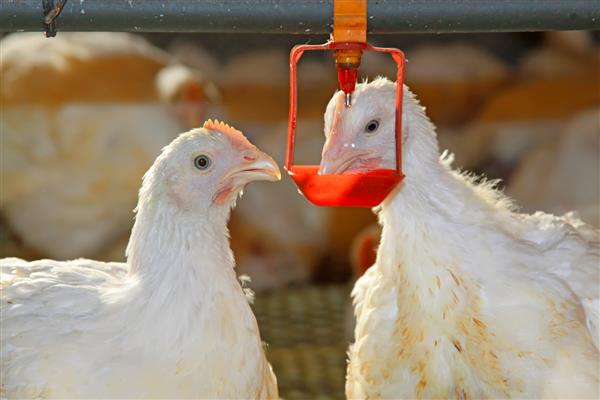 دو مرغ در مزرعه مرغ در شمال چین آب می نوشند