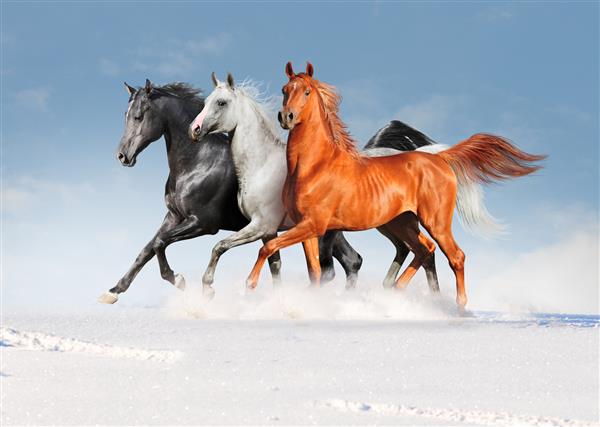 سه اسب عرب در مزرعه زمستانی آزاد است