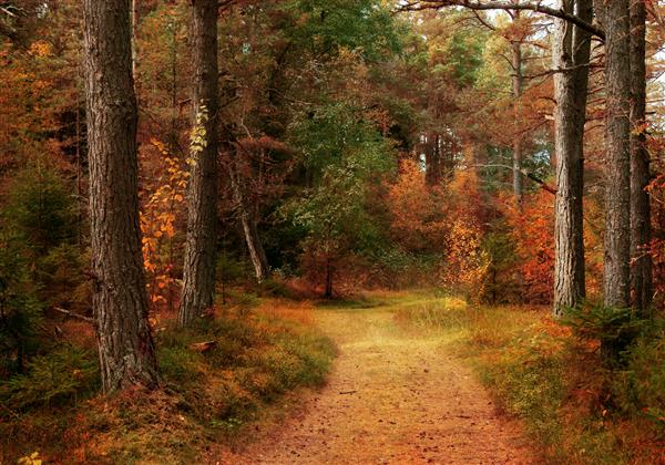 قدم زدن در جنگل های پاییزی پاییز طلایی درختان رنگارنگ حیات وحش استونی