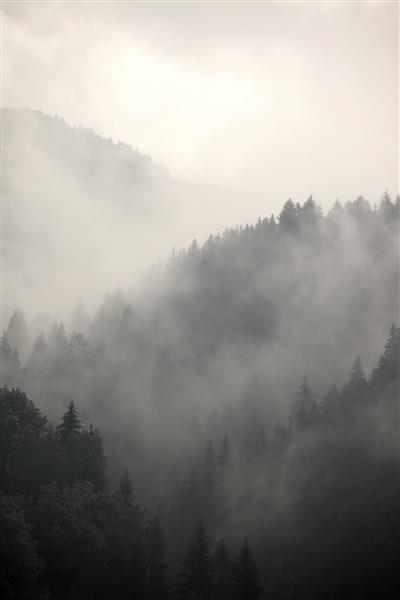 مه جنگل های کوهستانی را پوشانده است