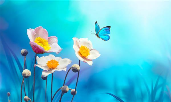 گلهای صورتی زیبا صبح بهار تازه را در طبیعت و پروانه آبی پرواز در زمینه آبی نرم ماکرو شقایق می کند تصویری زیبا و زیبا از طبیعت بهاری