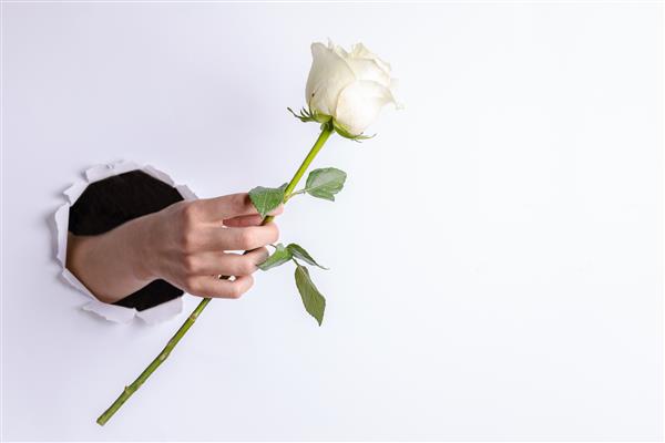 دست زن به آرامی یک گل رز سفید را از سوراخ پاره شده در دیواره کاغذ سفید نگه داشته است روز خلاقانه ولنتاین روز مادر روز زن روز جشن یا مفهوم جشن تولد فضای متن را کپی کنید