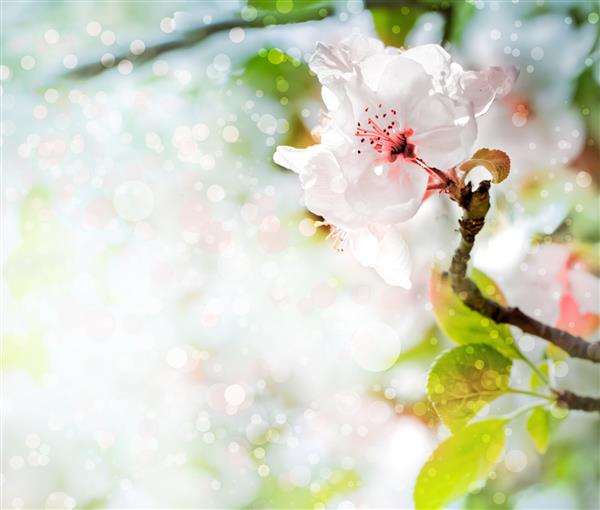 شکوفه های سیب در پس زمینه تاریک طبیعت گل های بهاری پس زمینه بهار با بوکه
