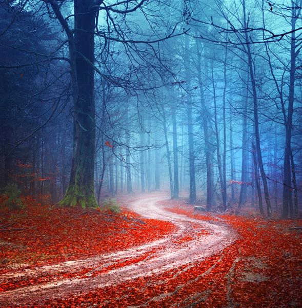 جاده جنگلی پاییزی جادویی رنگارنگ