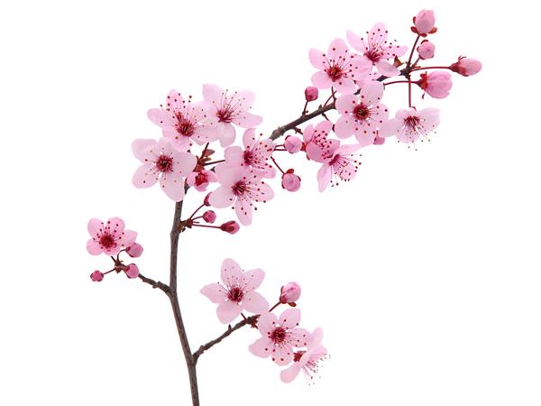 شکوفه گیلاس بهاری صورتی شاخه درخت گیلاس با گلهای صورتی بهاری جدا شده روی سفید