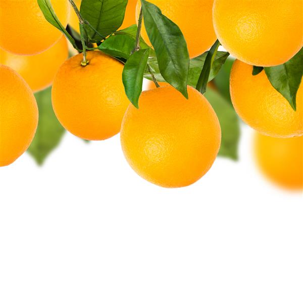 درخت پرتقال های شیرین با زمینه سفید و تاری