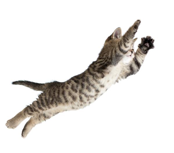 پرواز یا پریدن گربه بچه گربه که روی سفید جدا شده است