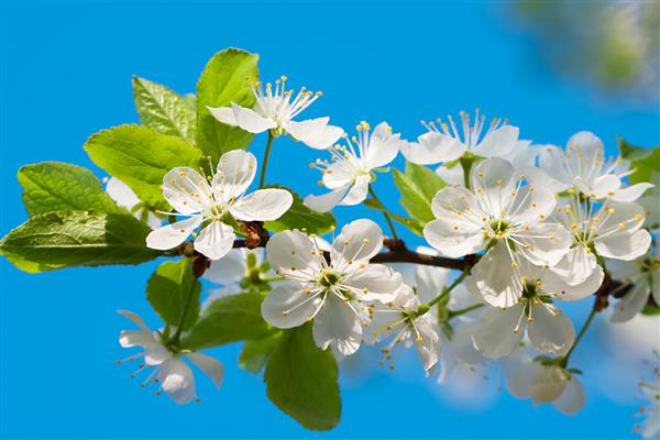 شکوفائی کشاورزی گلهای گیلاس روی بهار درختی