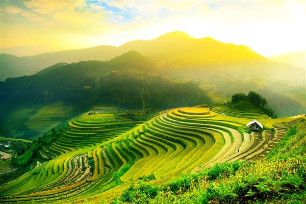 مزارع برنج در تراس مناظر ویتنام