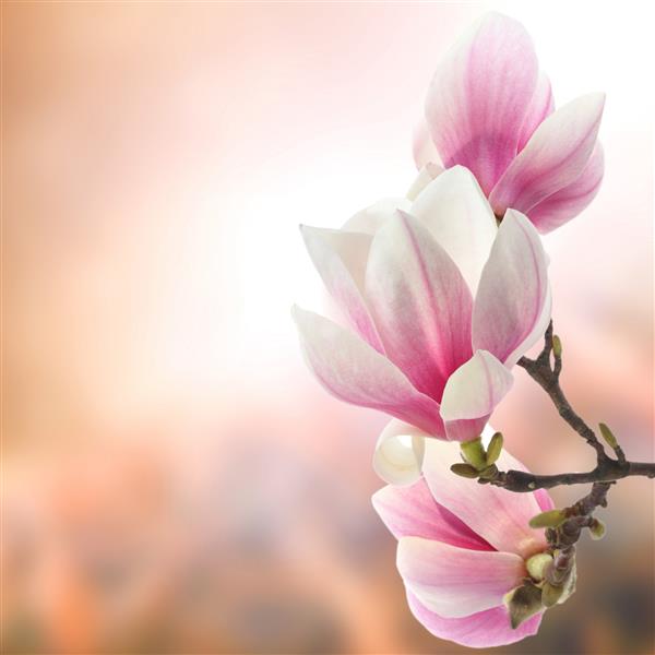 شکوفه - گل صورتی