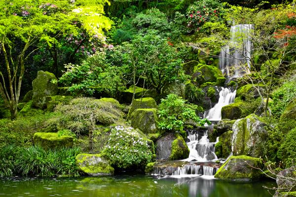 آبشار کوچکی که در یک استخر کوی در یک باغ ژاپنی جریان دارد