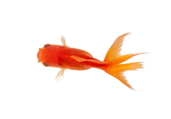 از نزدیک ماهی قرمز که در کاسه ماهی شنا می کند در نزدیکی سفید شنا می کند مفهوم طبیعت وحشی و محیط زیست