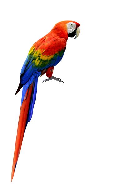 پرنده اسکارلت زیبا ماکائو در رنگ طبیعی با جزئیات کامل کل بدن و پاها که روی زمینه سفید قرار دارد